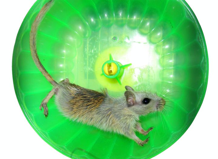 Ratón en rueda de ejercicios