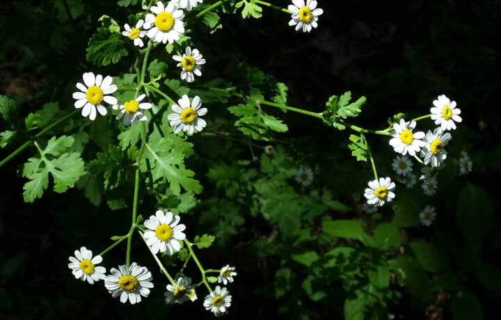 Feverfew or Tanacetum parthenium