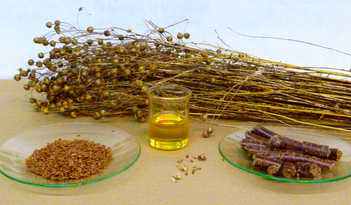 Planta, semillas y aceite de lino