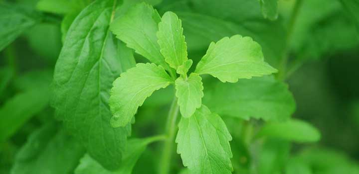 La estevia es un buen edulcorante natural