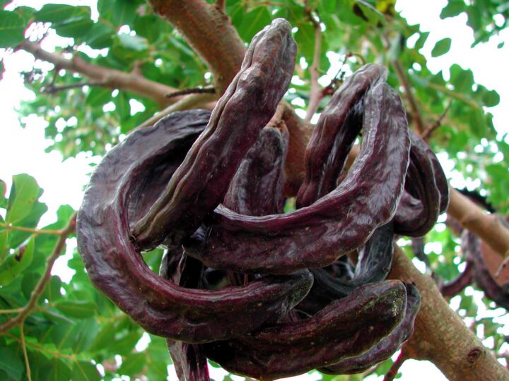 Algarrobas maduras en un árbol