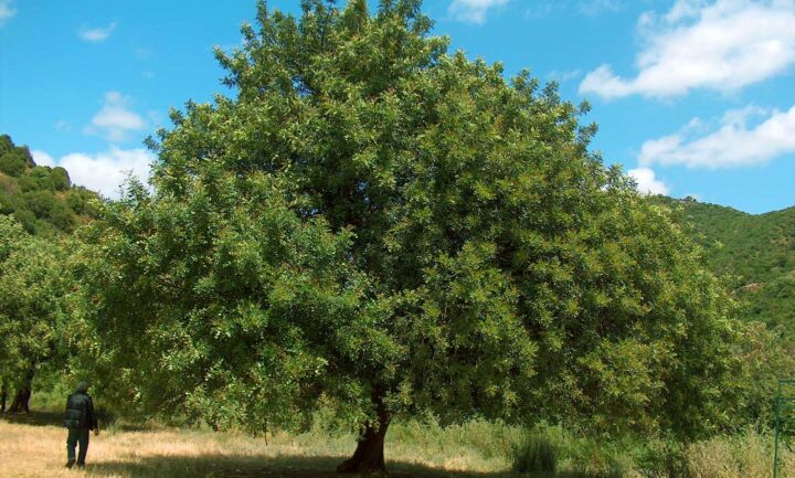 Un algarrobo lage en Cerdeña, Italia
