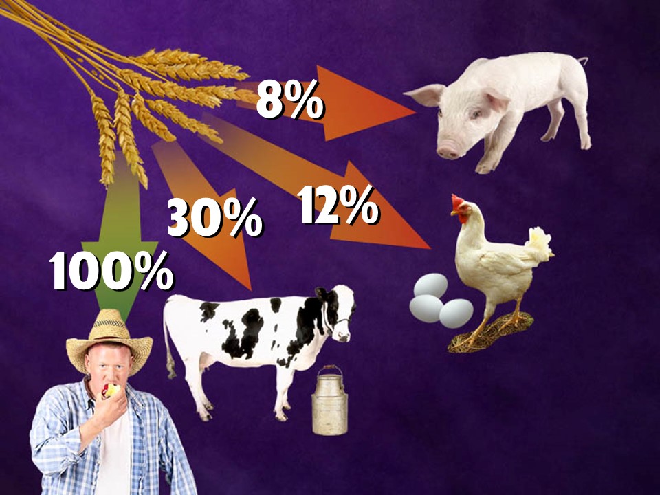 Gráfico de la eficiencia energética en la producción de proteínas animales