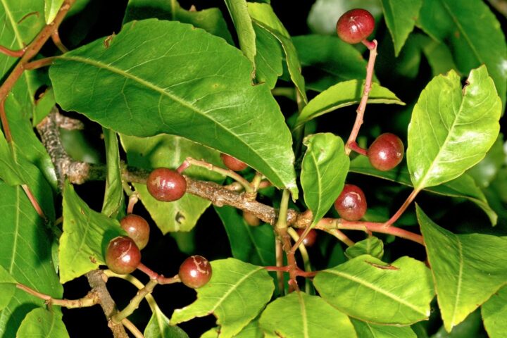 Pygeum africanum