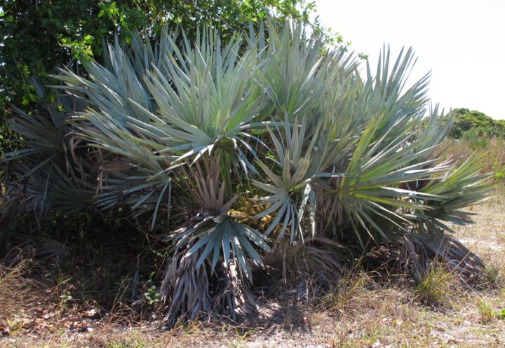 Palma enana americana