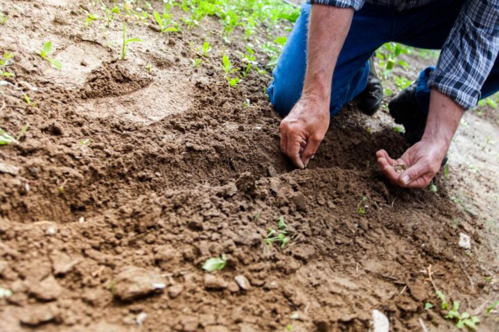 Un hombre plantando semillas en un jardín